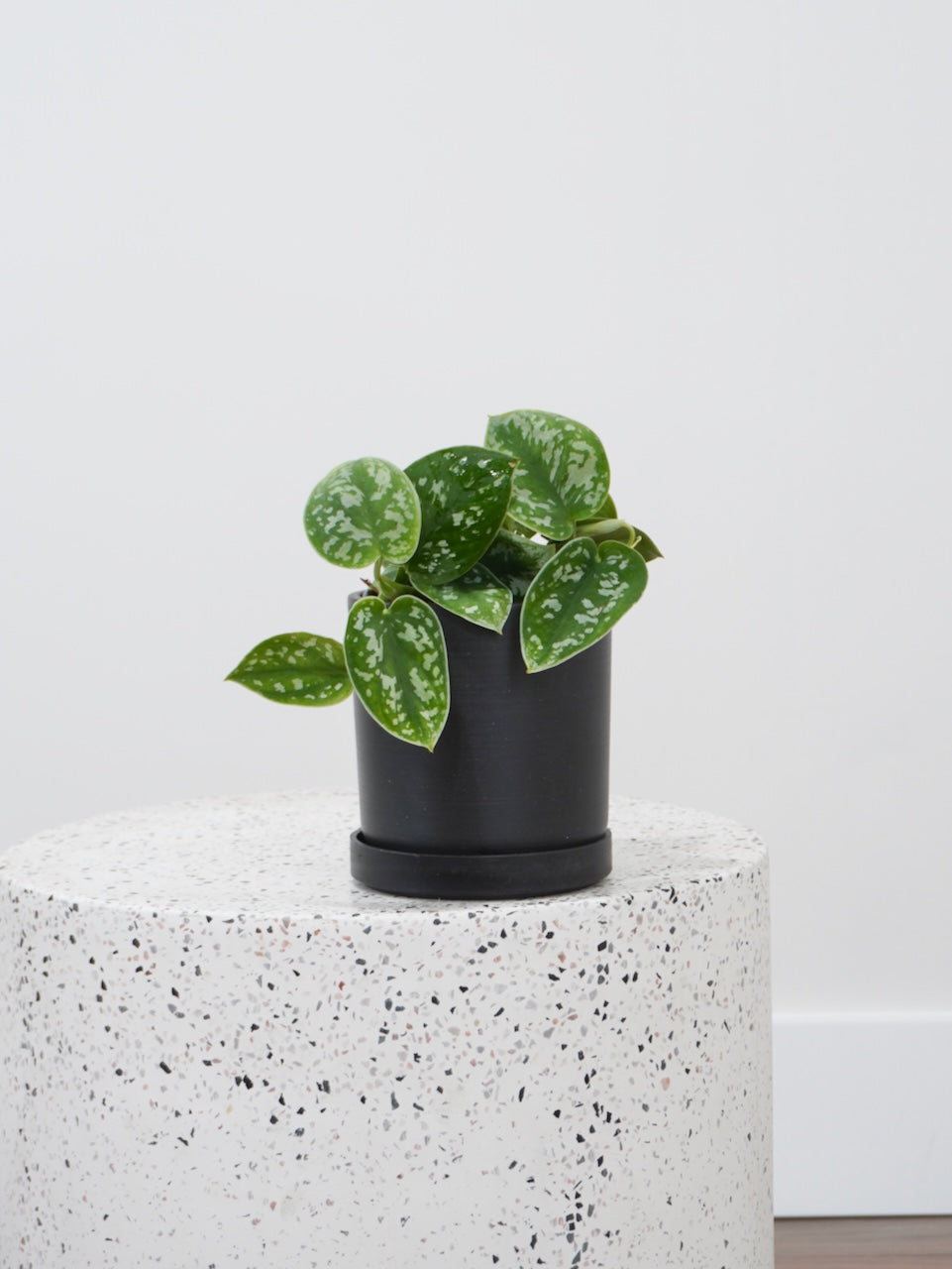 Drizzy the Satin Pothos, Small