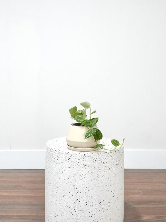 Drizzy the Satin Pothos, Small