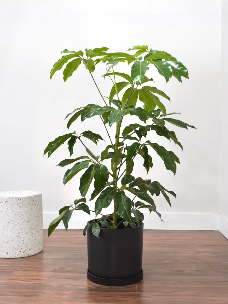 Poppin the Schefflera 'Amate', XL *Preorder*