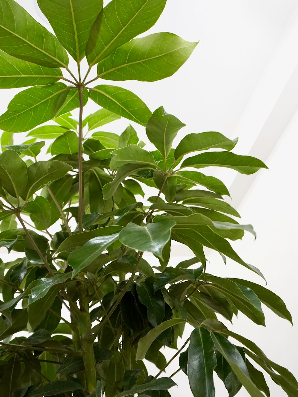 Poppin the Schefflera 'Amate', XXL *Special Order*