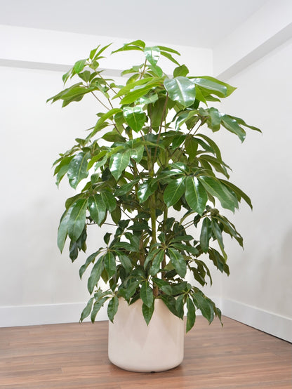 Poppin the Schefflera 'Amate', XXL *Special Order*