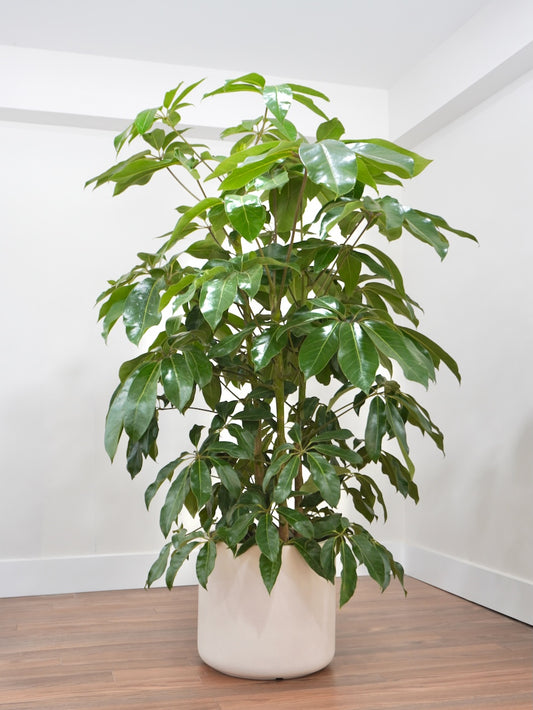 Poppin the Schefflera 'Amate', XXL *Perfectly Imperfect*