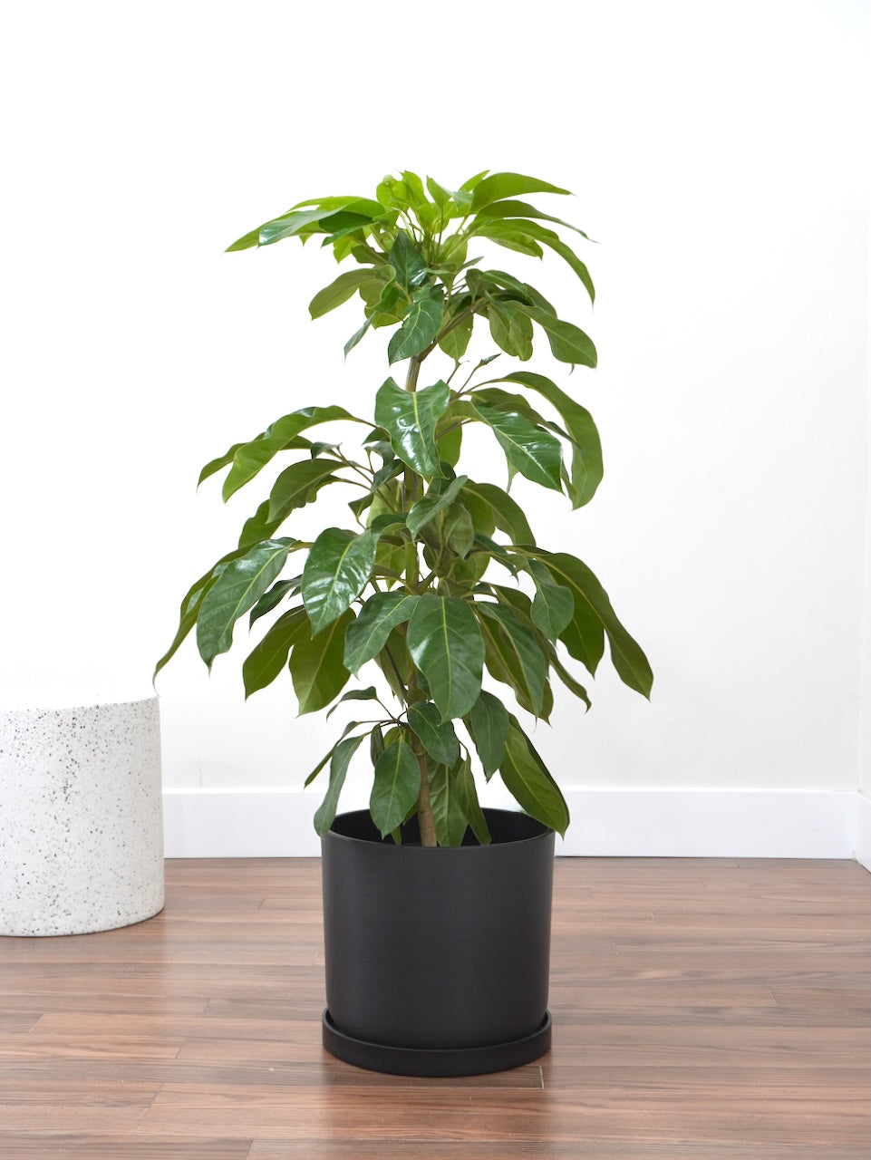 Storm the Schefflera 'Renegade', XL