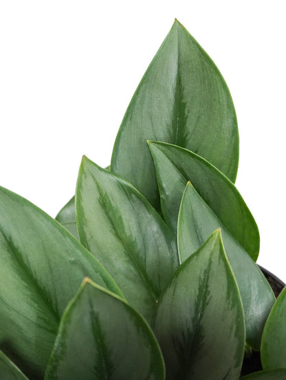 Drizzy the Satin Pothos 'Sterling', Medium