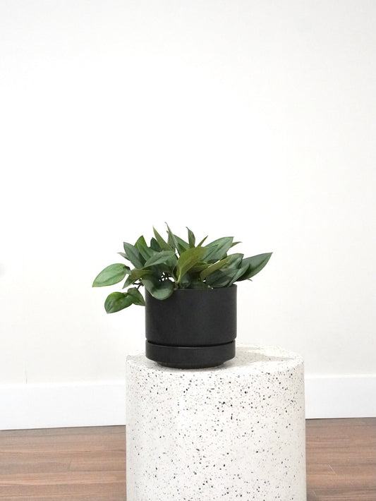 Drizzy the Satin Pothos 'Sterling', Medium