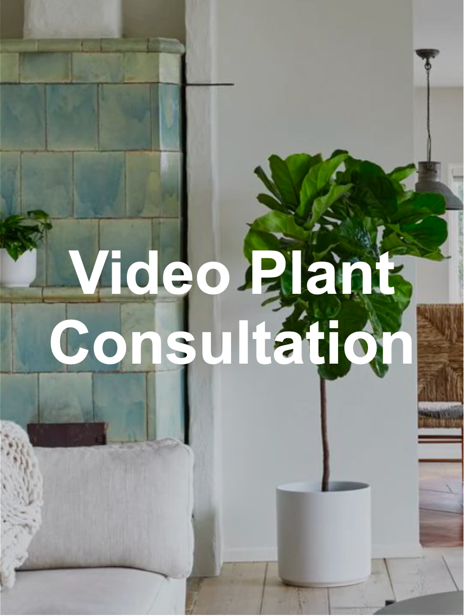 FREE Plant Consultation