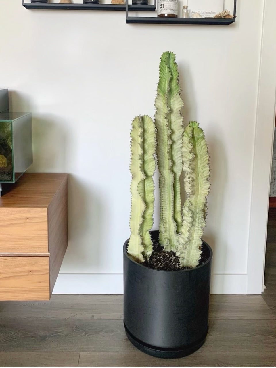 Snake Plant, Sansevieria | Vancouver Plant Delivery | Frondly Plants
