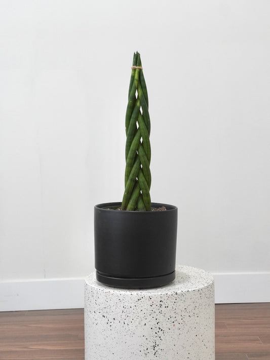 Monty the Snake Plant 'Cylindrica', Large