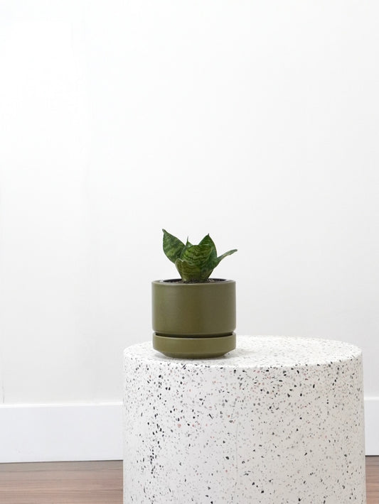 Monty the Snake Plant 'Green Hahnii', Small