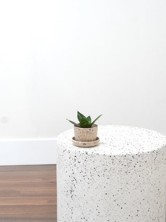 Monty the Snake Plant 'Green Hahnii', XS