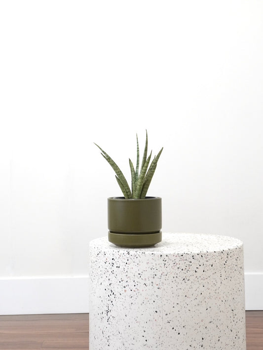 Monty the Snake Plant 'Icicle', Small