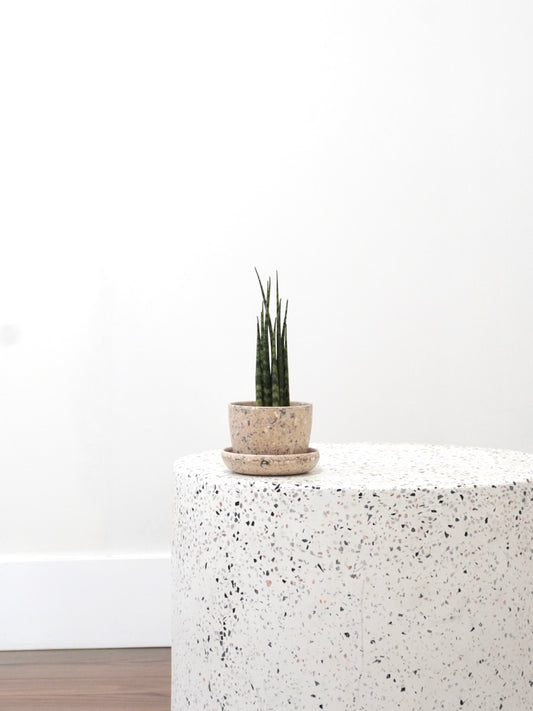 Monty the Snake Plant 'Mikado', XS