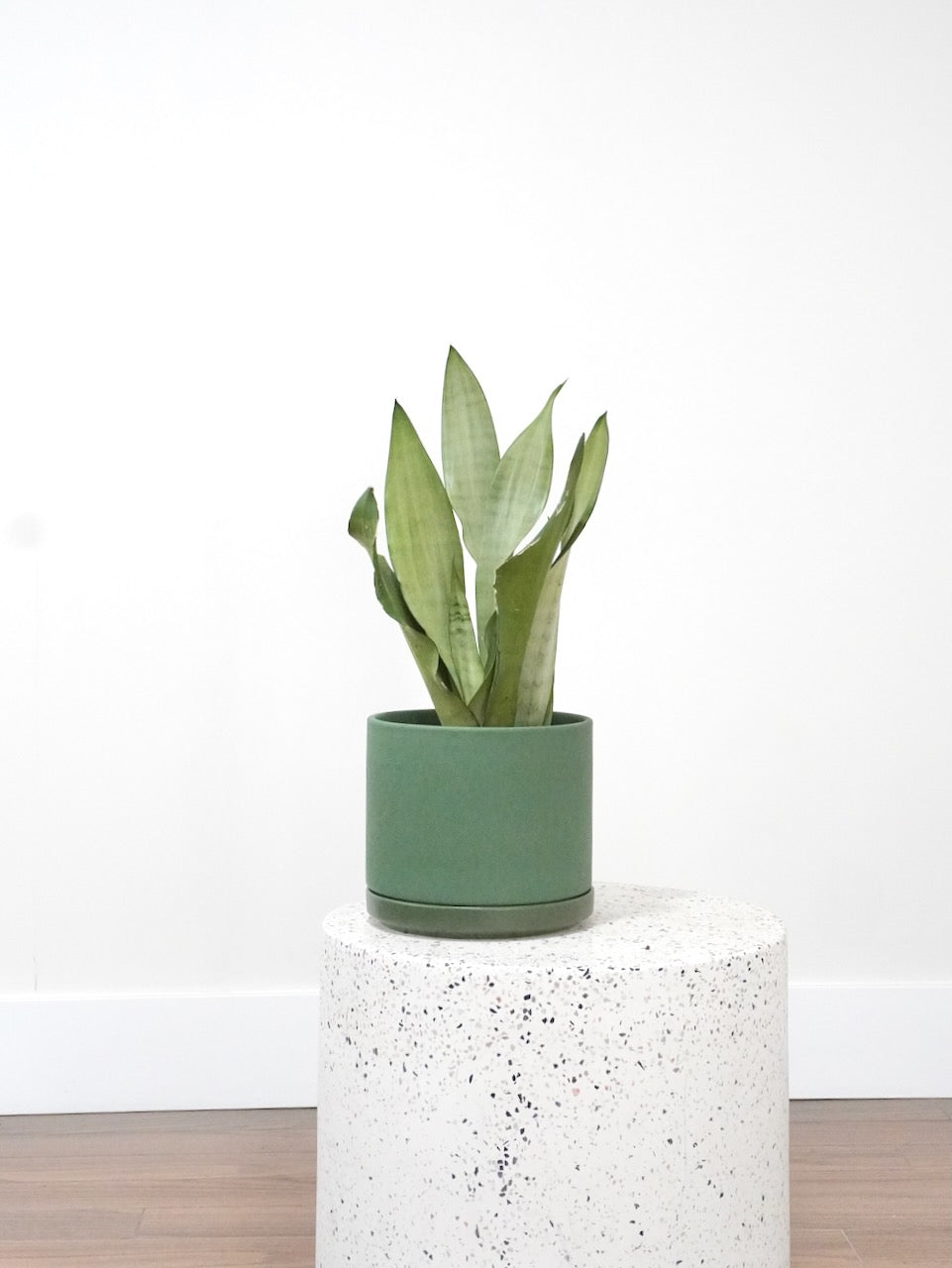 Monty the Snake Plant 'Moonshine', Medium