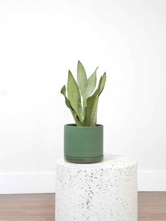 Monty the Snake Plant 'Moonshine', Medium