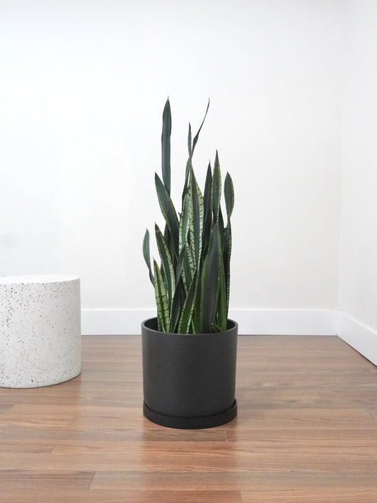 Monty the Snake Plant 'Silver Flame', XL