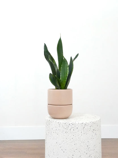 Monty the Snake Plant Starry Sky, Medium