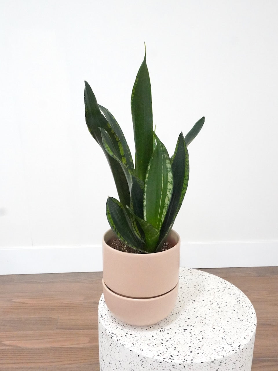 Monty the Snake Plant Starry Sky, Medium