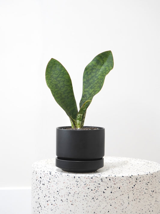 Moby the Snake Plant 'Whale Fin', Small