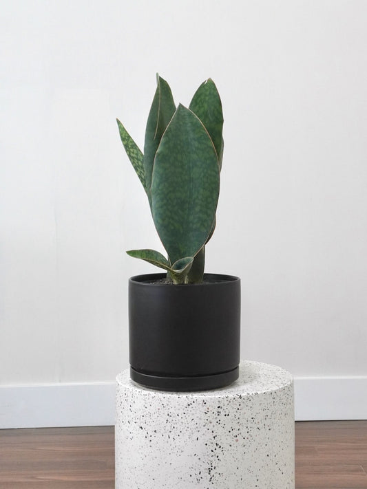 Moby the Snake Plant 'Whale Fin', Large