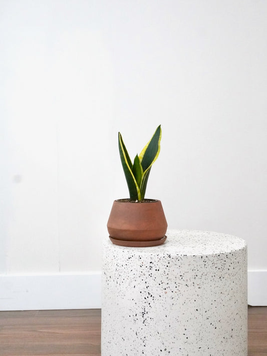 Monty the Snake Plant 'Black Gold', Small