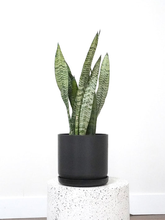 Monty the Snake Plant, Large