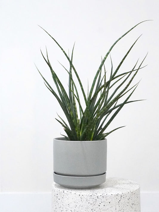 Monty the Snake Plant Fernwood, Large