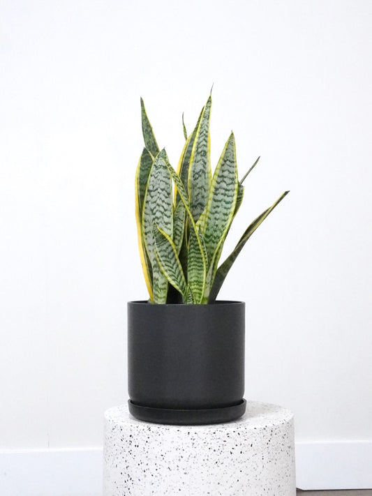Monty the Snake Plant 'Laurentii', Large