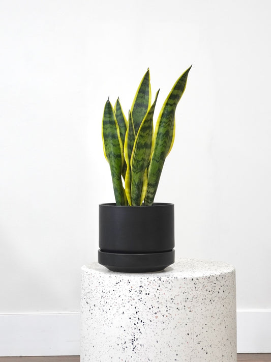 Monty the Snake Plant 'Laurentii', Medium