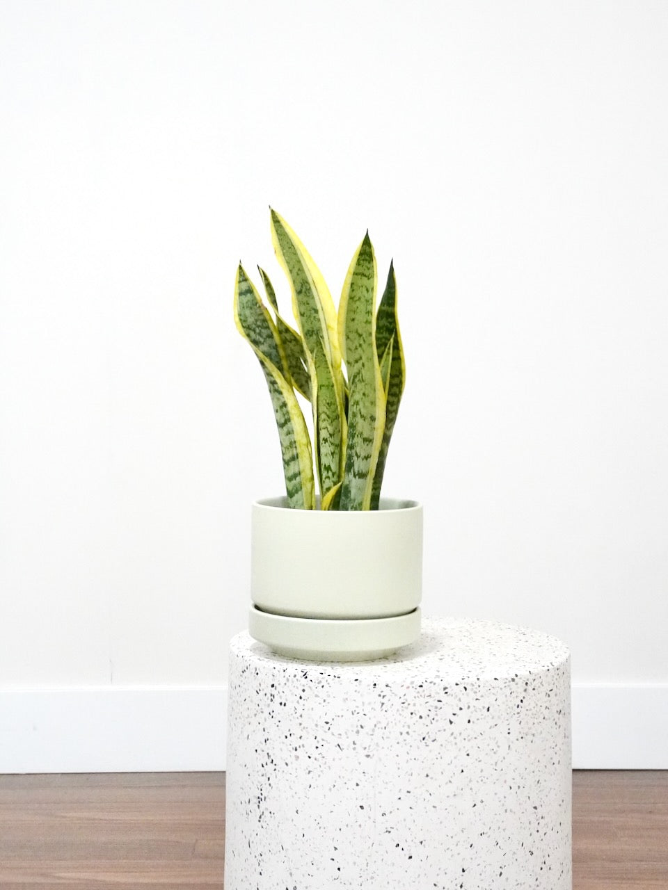 Monty the Snake Plant 'Laurentii', Medium
