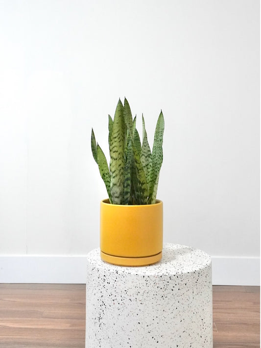 Monty the Snake Plant, Medium