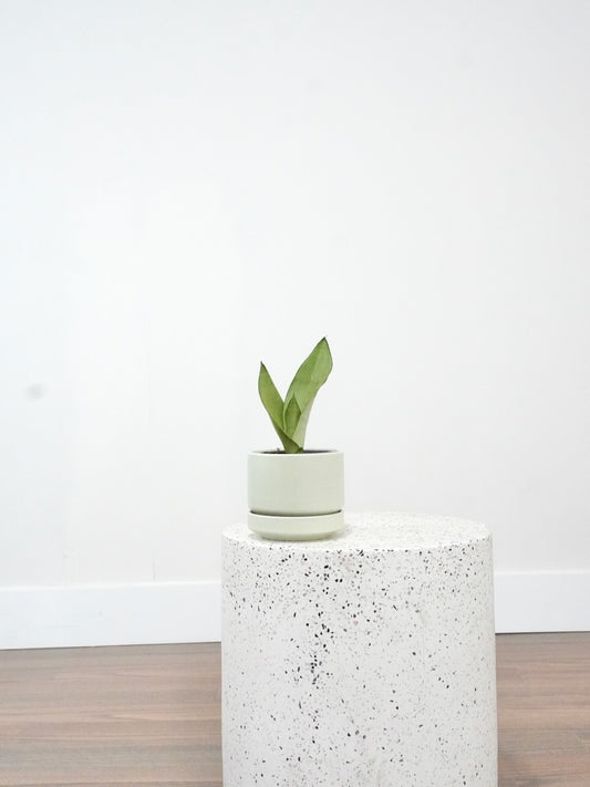 Monty the Snake Plant 'Moonshine', Small
