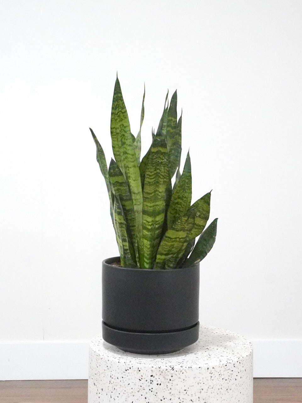 Monty the Snake Plant 'Robusta', Large