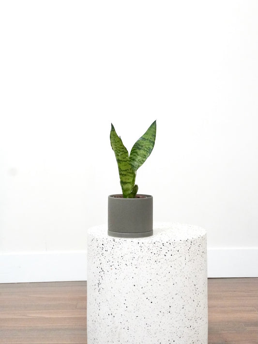 Monty the Snake Plant, Small