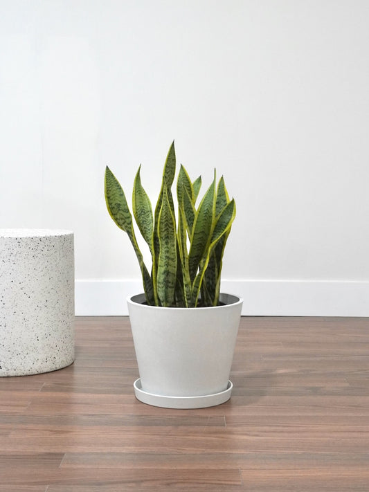 Monty the Snake Plant 'Laurentii', XL *Special*