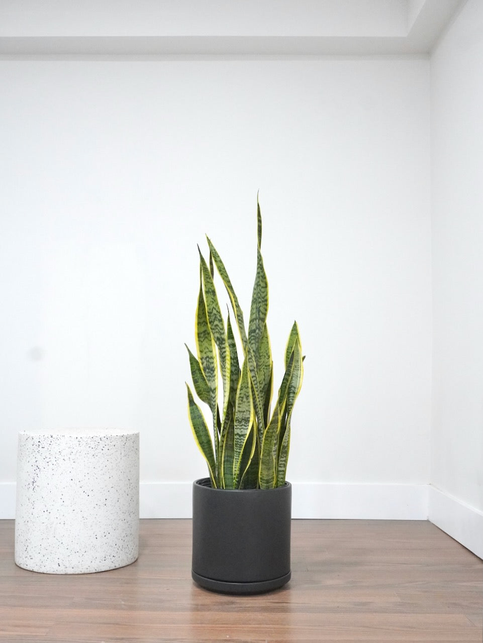 Monty the Snake Plant 'Laurentii', XL