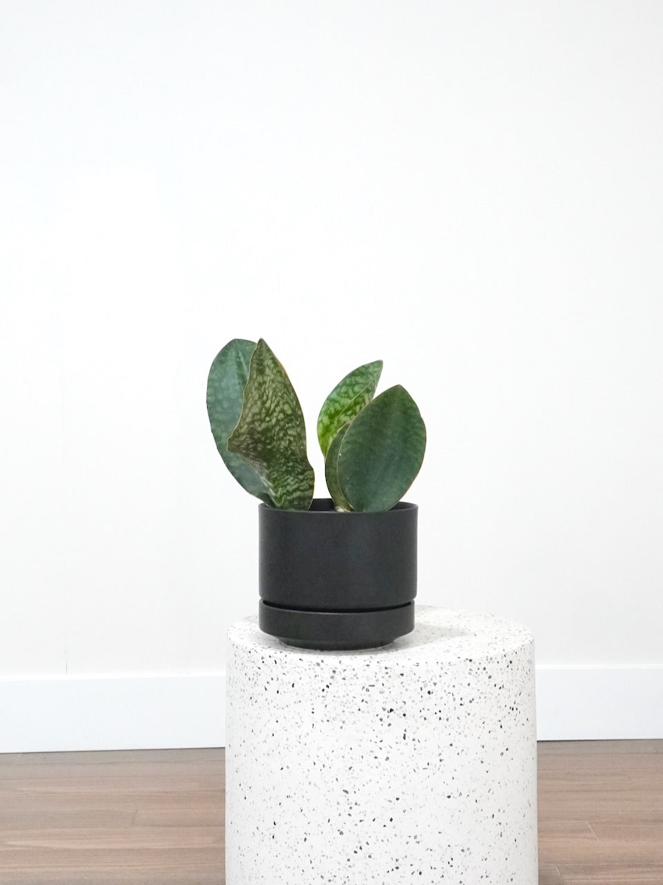 Moby the Snake Plant 'Whale Fin', Medium