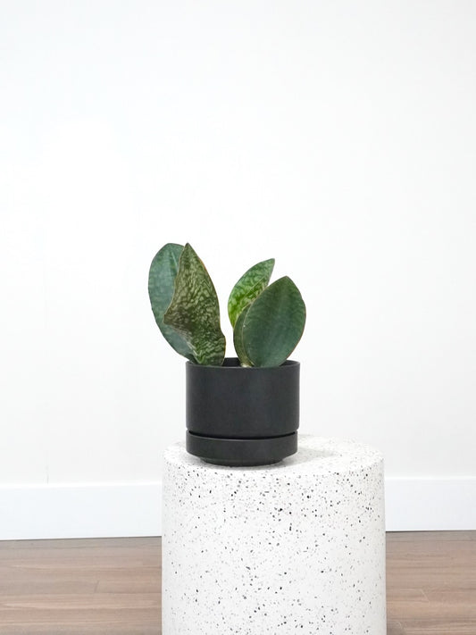 Moby the Snake Plant 'Whale Fin', Medium