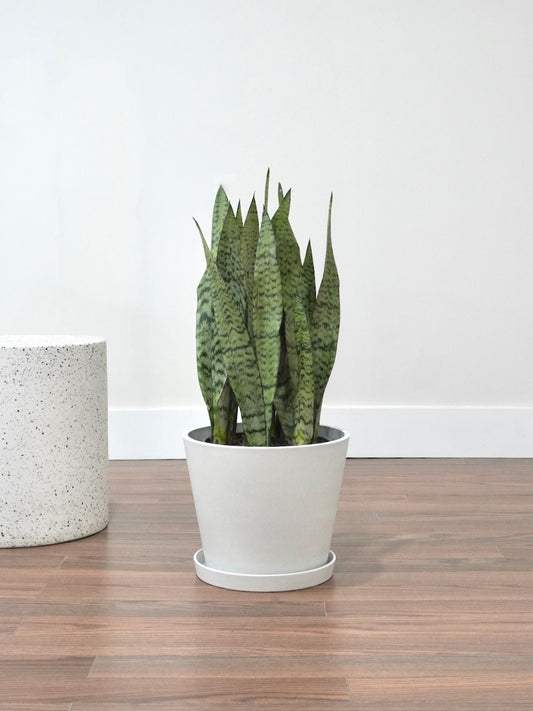 Monty the Snake Plant, XL *Special*