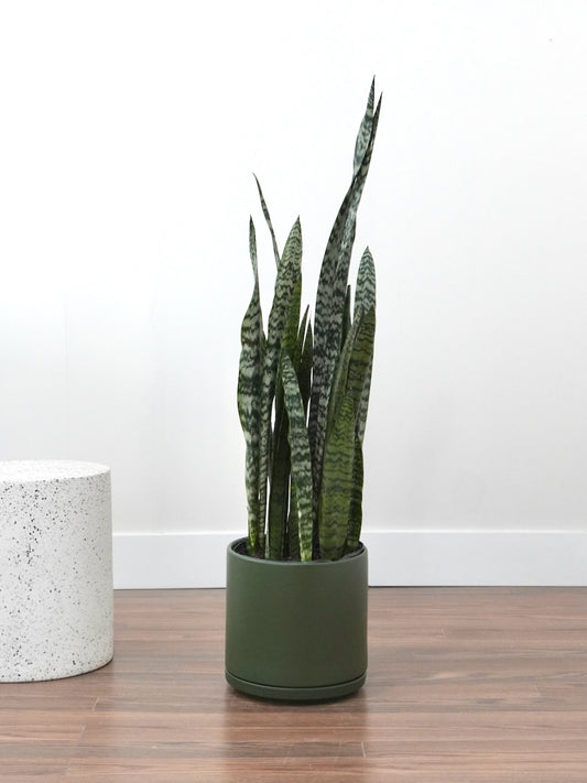 Monty the Snake Plant, XL Tall