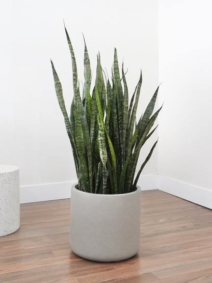 snake plant ottawa Snake Plant, Sansevieria | Vancouver Plant Store