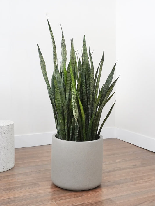 Monty the Snake Plant, XXL