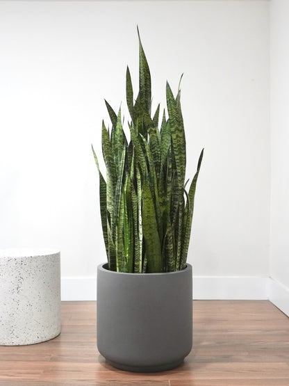 Monty the Snake Plant, XXL