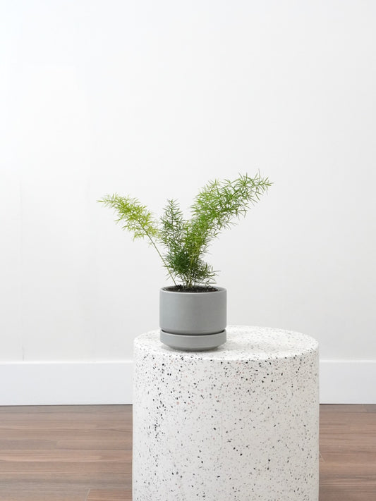 Sprengeri Fern, Small