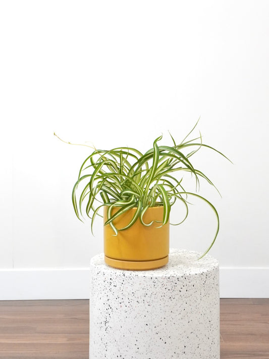 Charlotte the Spider Plant 'Curly Sue', Medium