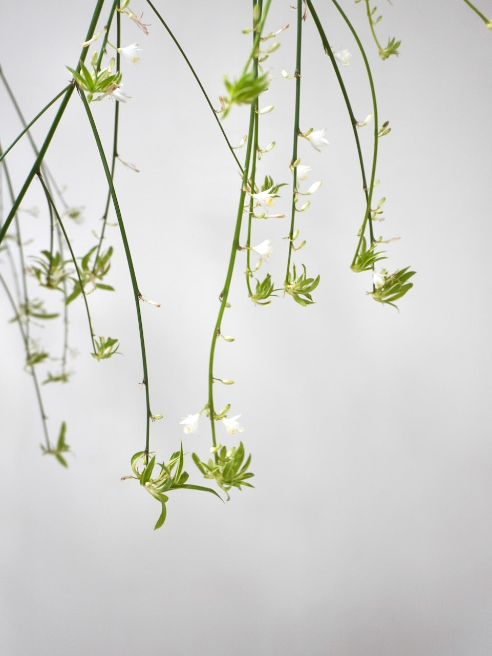 Charlotte the Spider Plant, Large