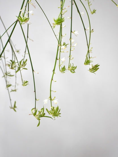 Charlotte the Spider Plant, Large