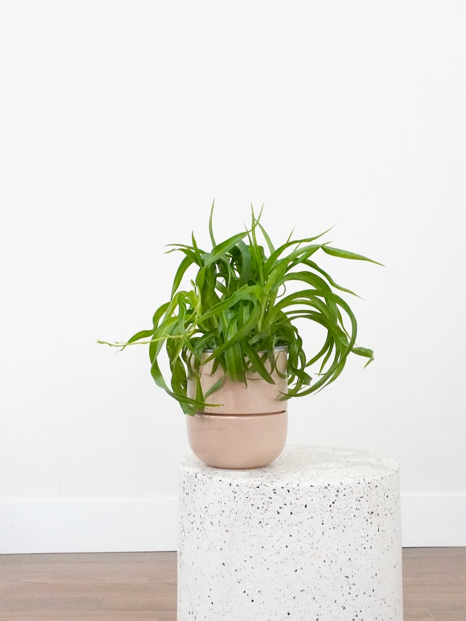 Charlotte the Spider Plant, Medium