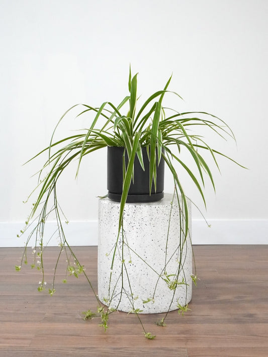 Charlotte the Spider Plant, Large