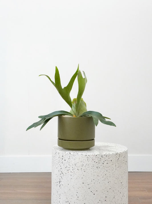 Buck the Staghorn Fern, Medium
