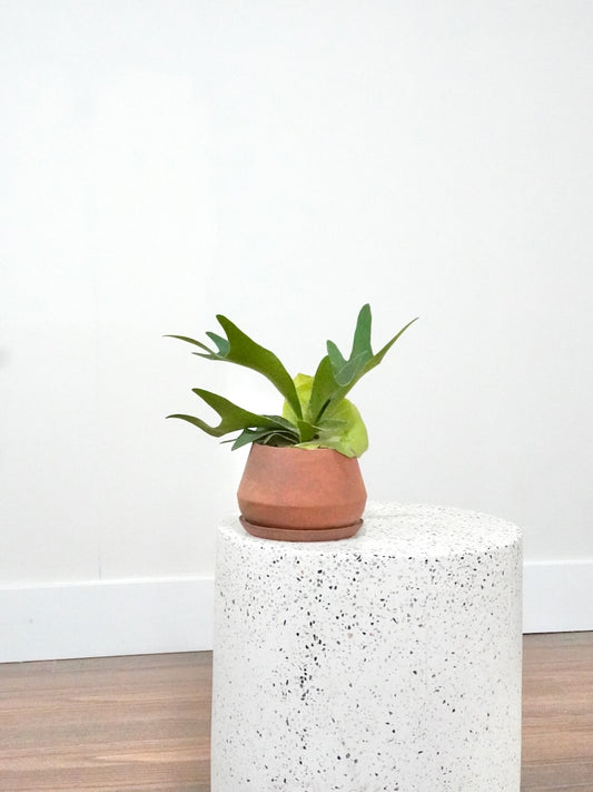Bambi the Baby Staghorn Fern, Small